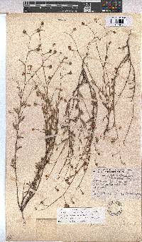 Hermannia confusa image