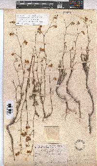 Hermannia confusa image