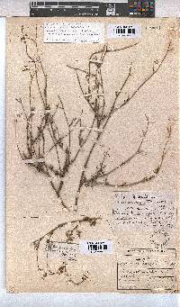 Hermannia confusa image
