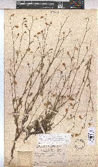Hermannia confusa image
