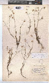 Hermannia confusa image
