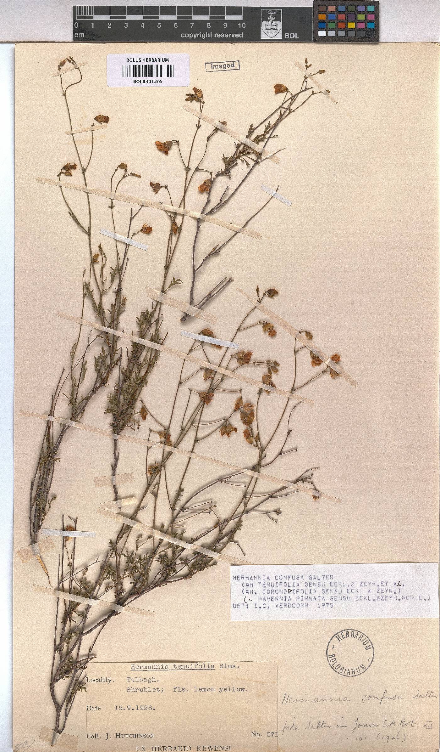 Hermannia confusa image