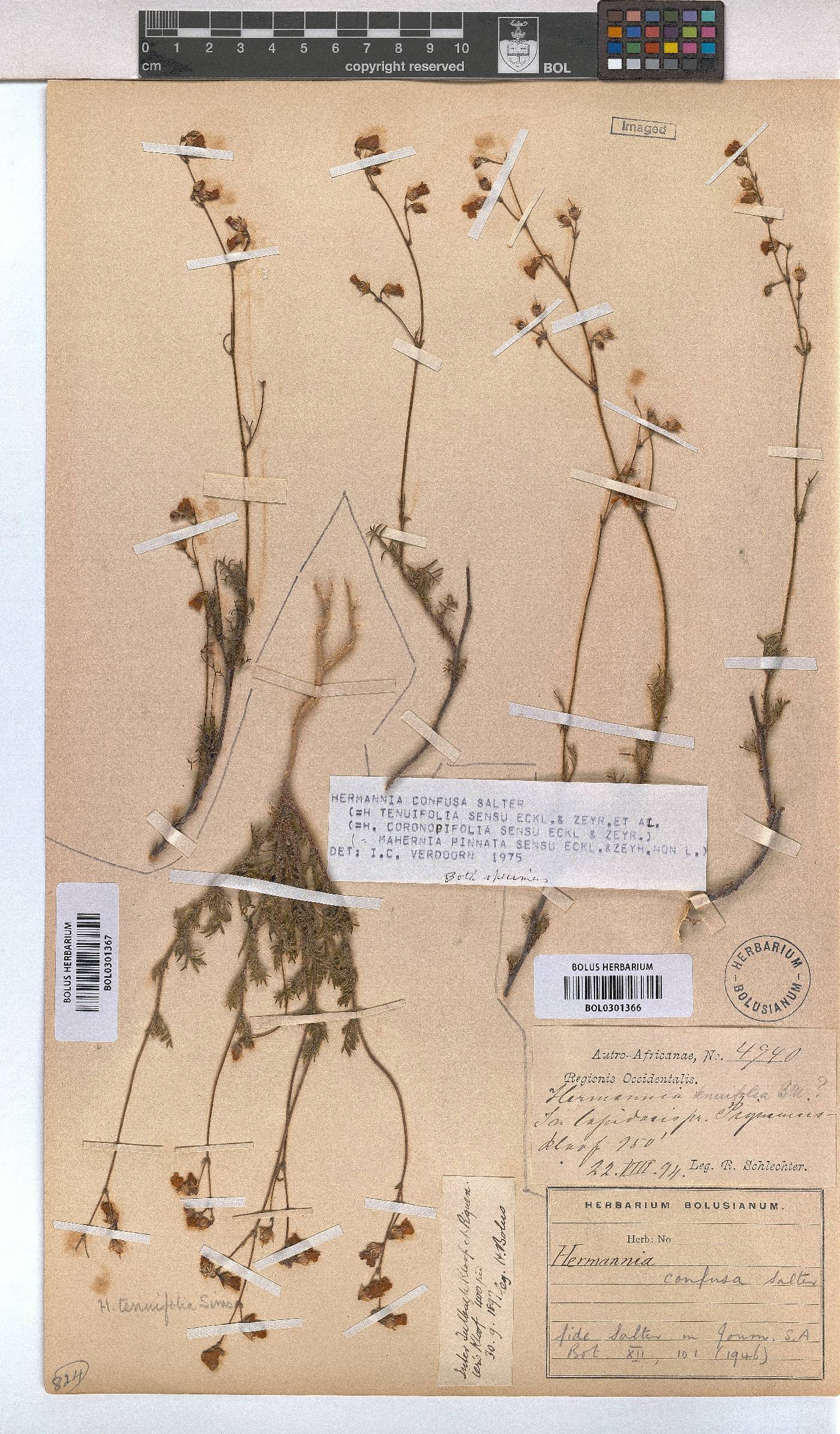 Hermannia confusa image