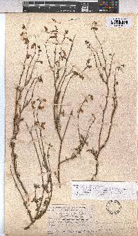 Hermannia confusa image