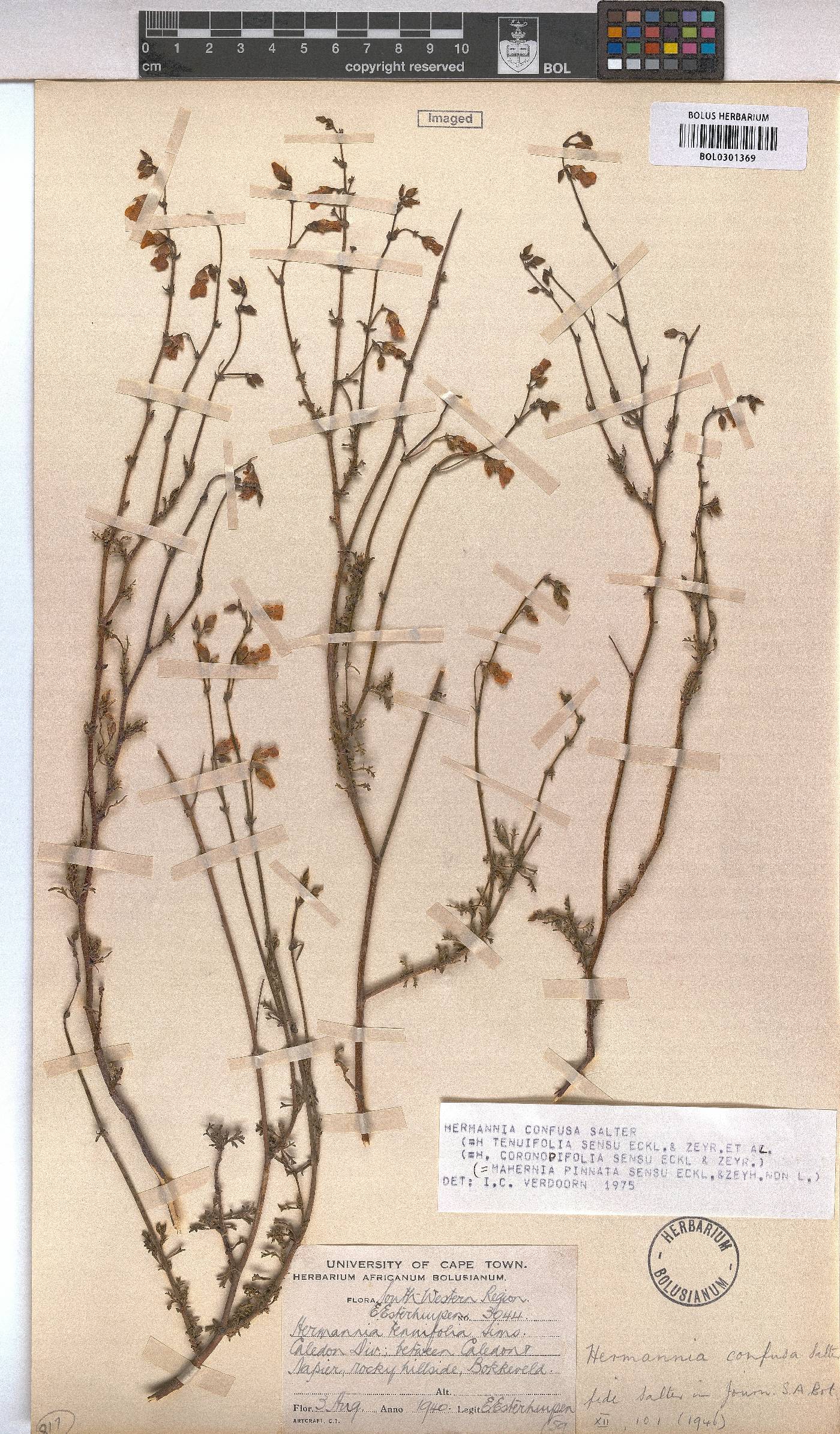Hermannia confusa image