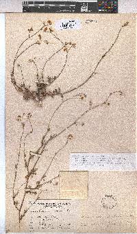 Hermannia confusa image
