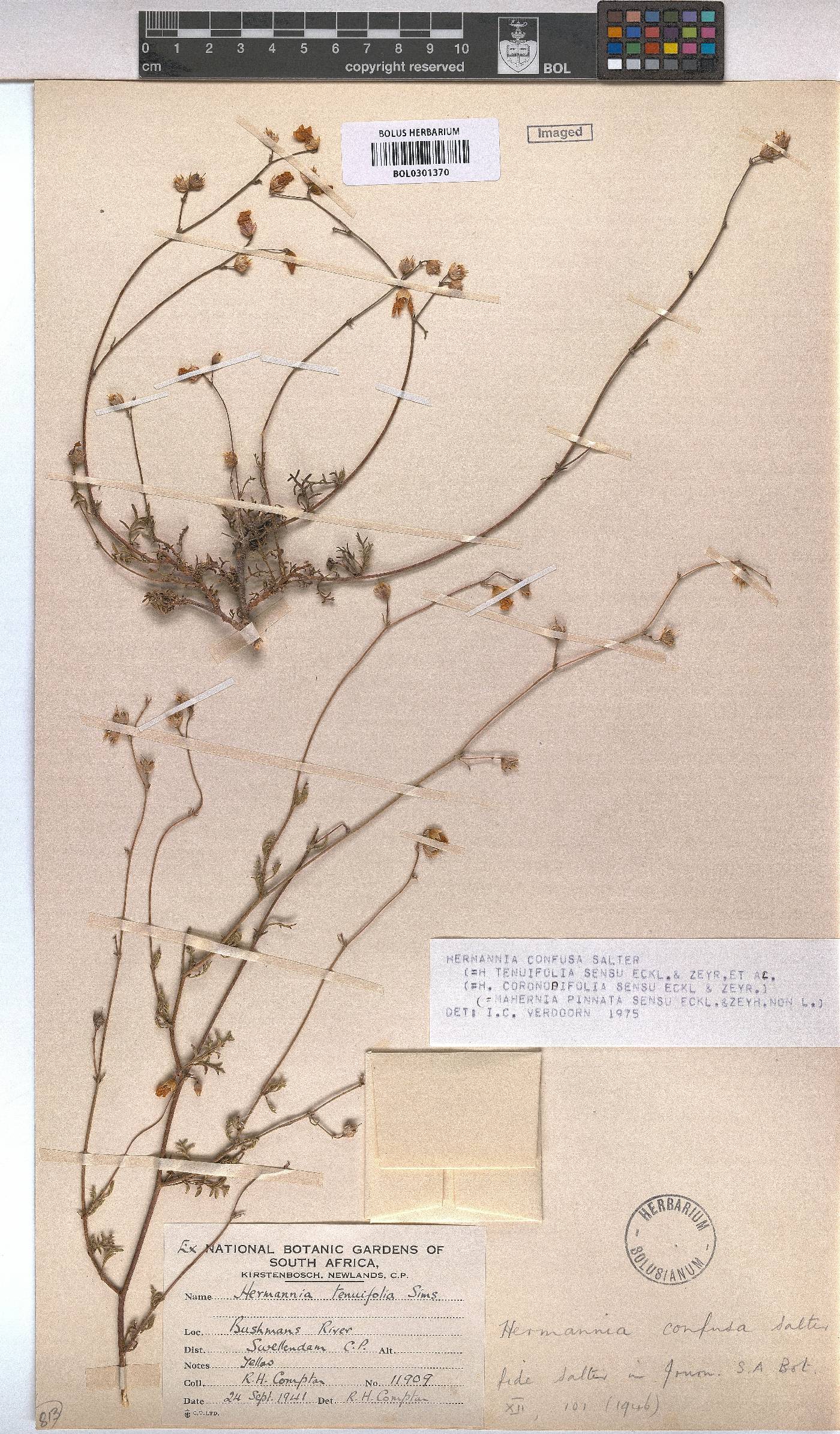 Hermannia confusa image