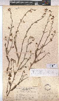 Hermannia confusa image