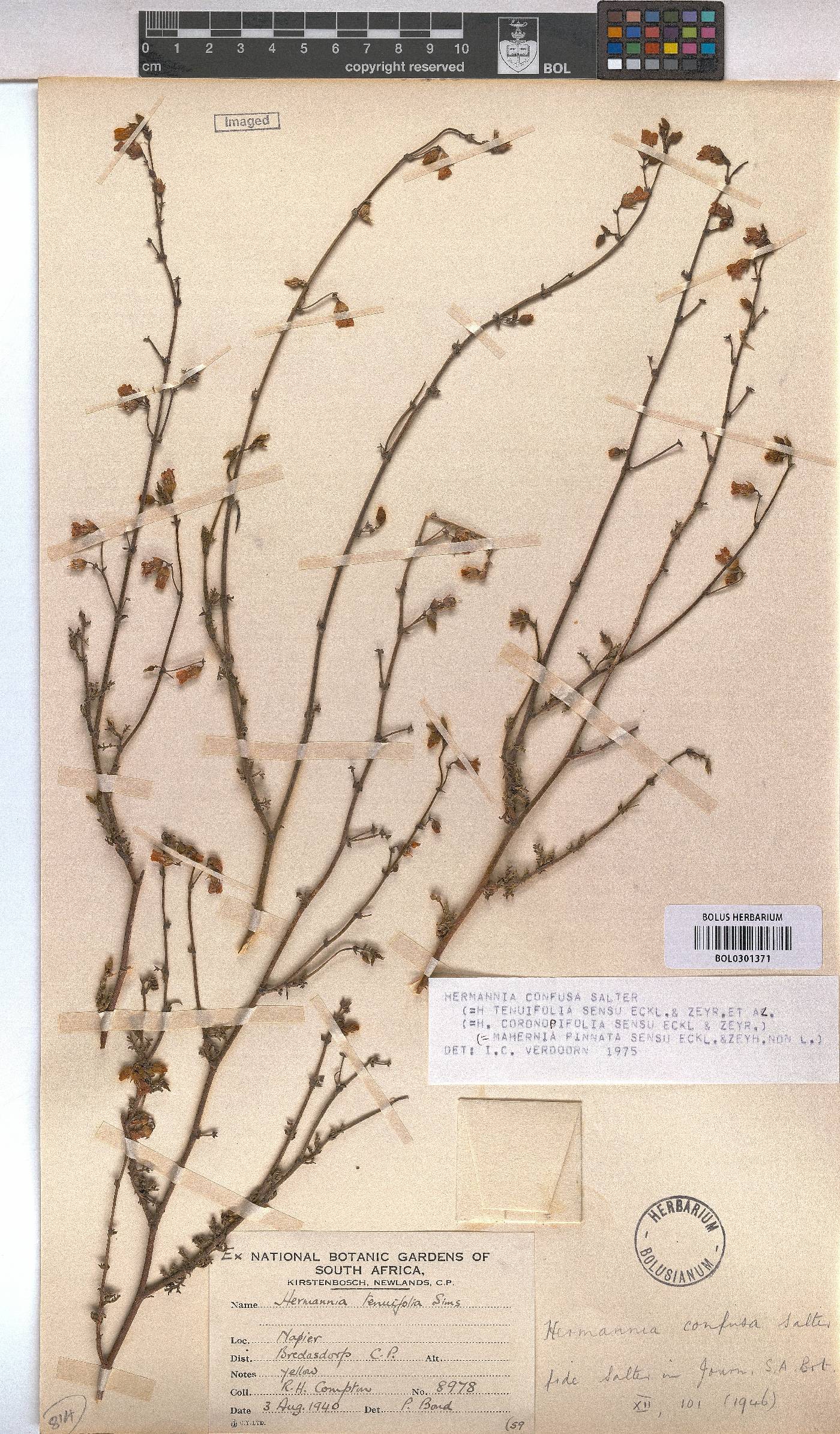 Hermannia confusa image