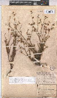 Hermannia confusa image