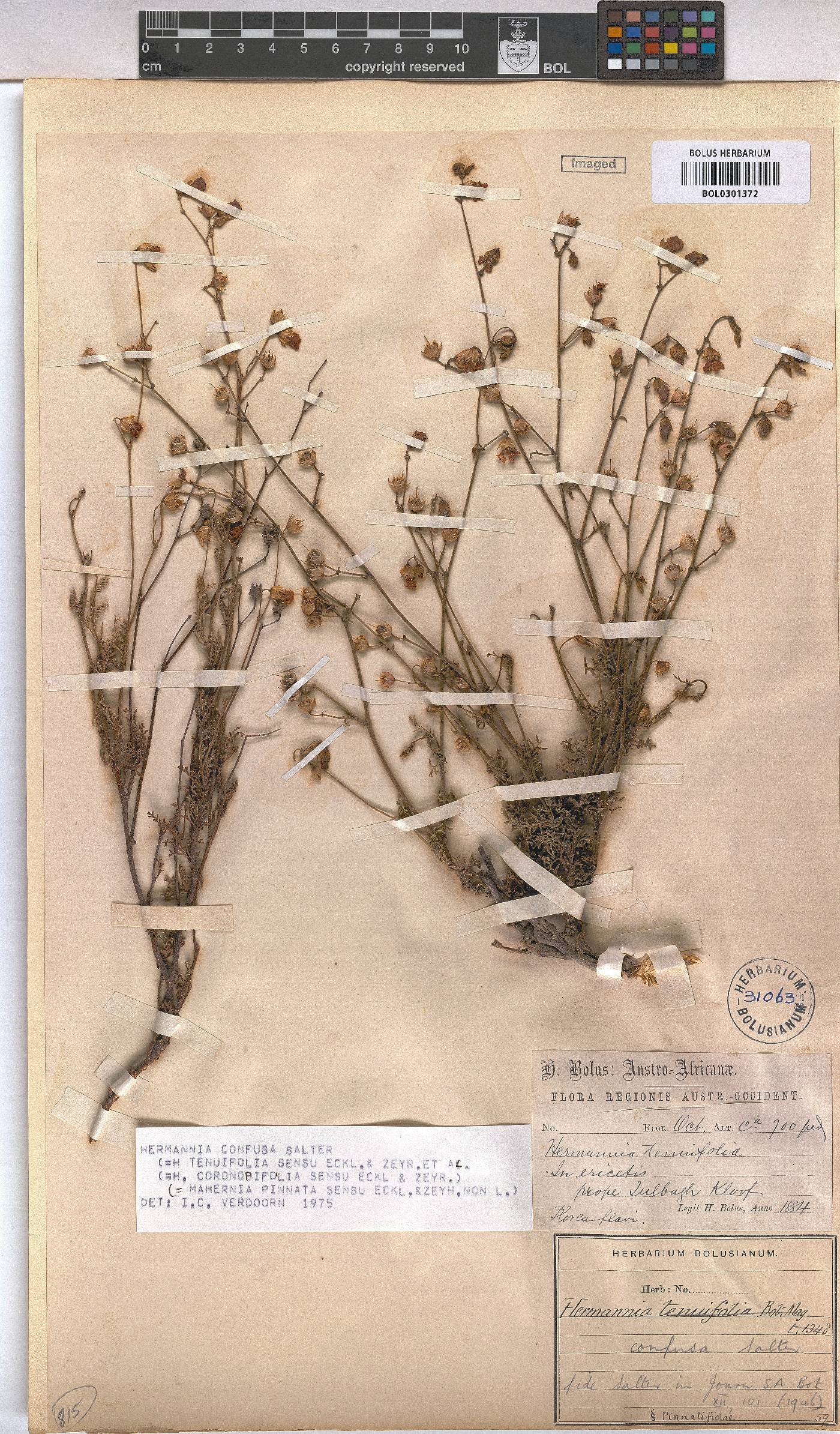 Hermannia confusa image