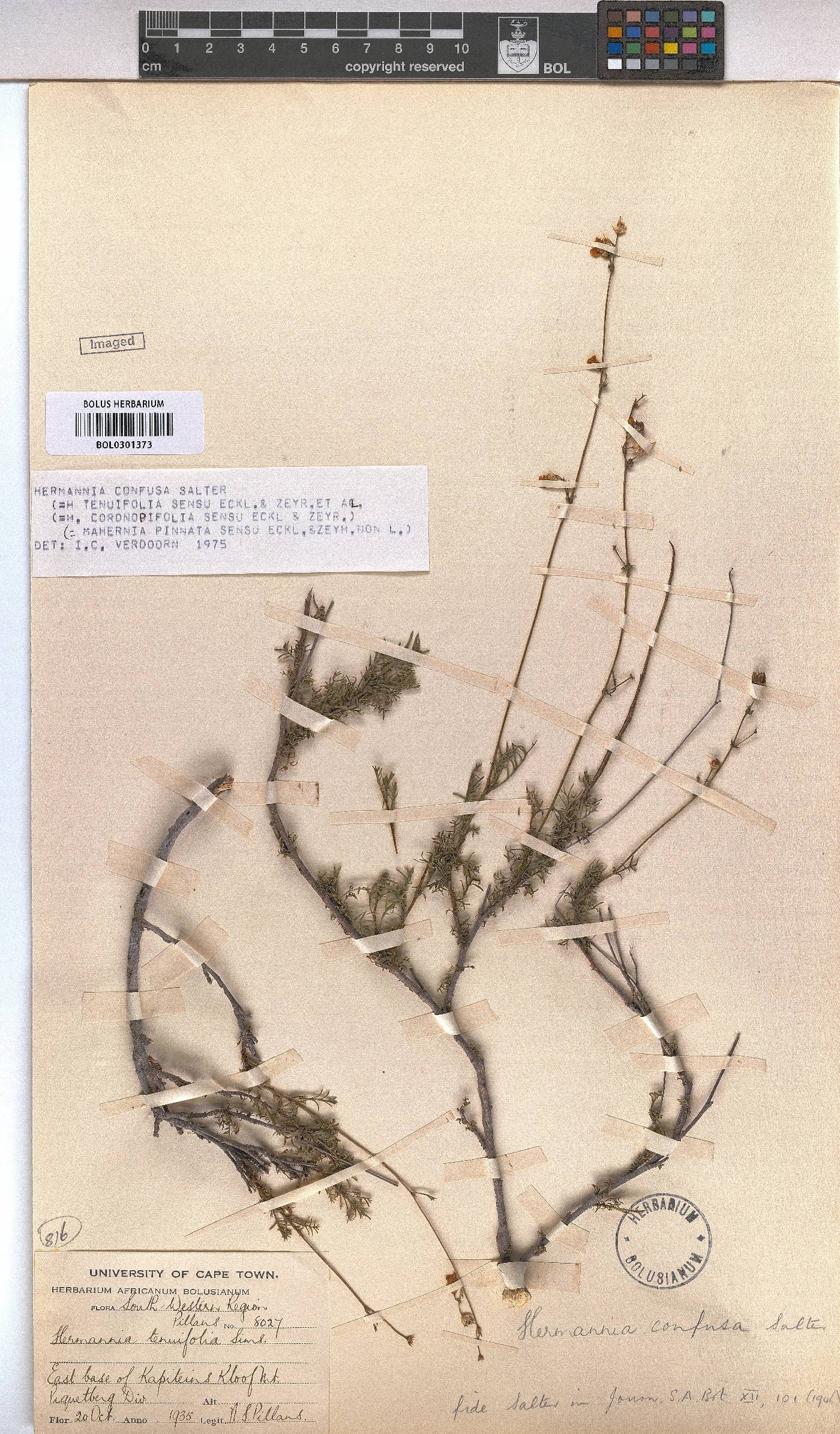 Hermannia confusa image