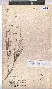 Hermannia confusa image