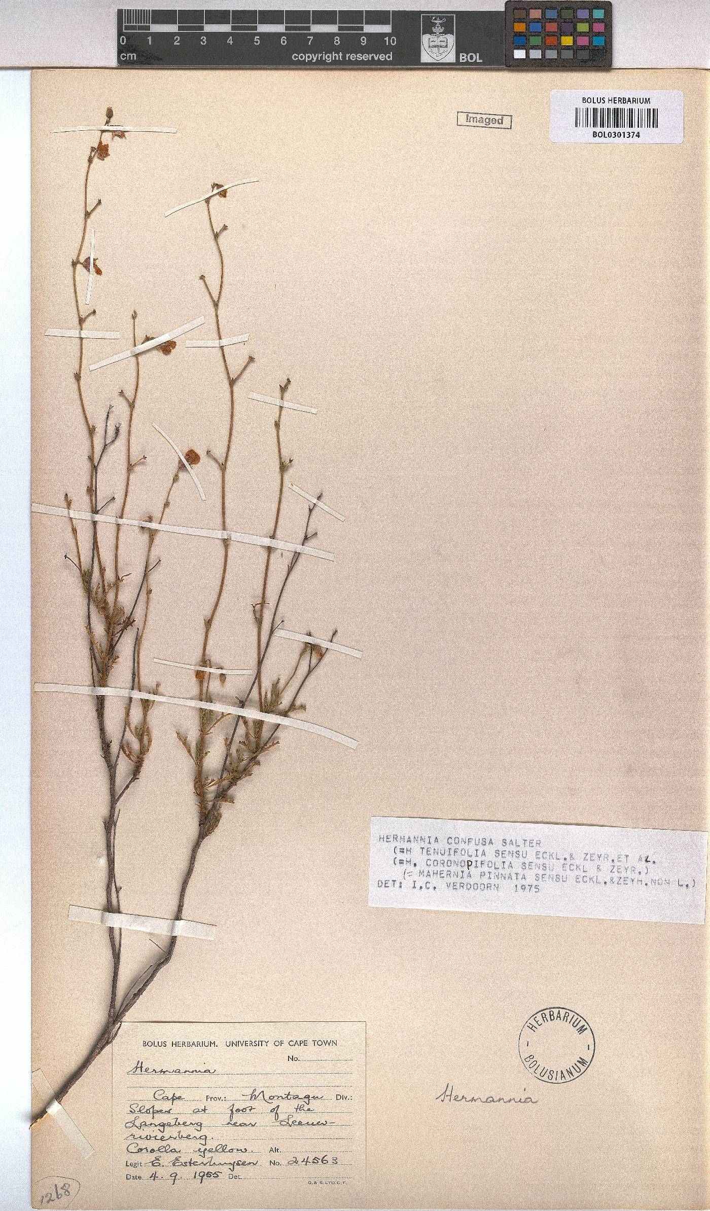 Hermannia confusa image