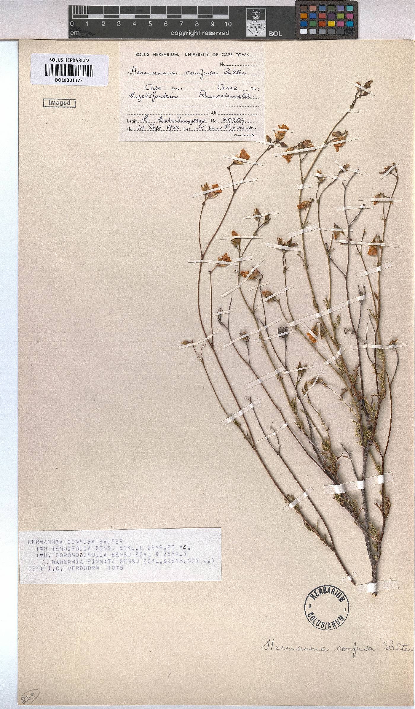 Hermannia confusa image