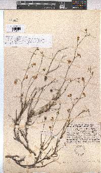 Hermannia confusa image