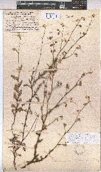 Hermannia confusa image