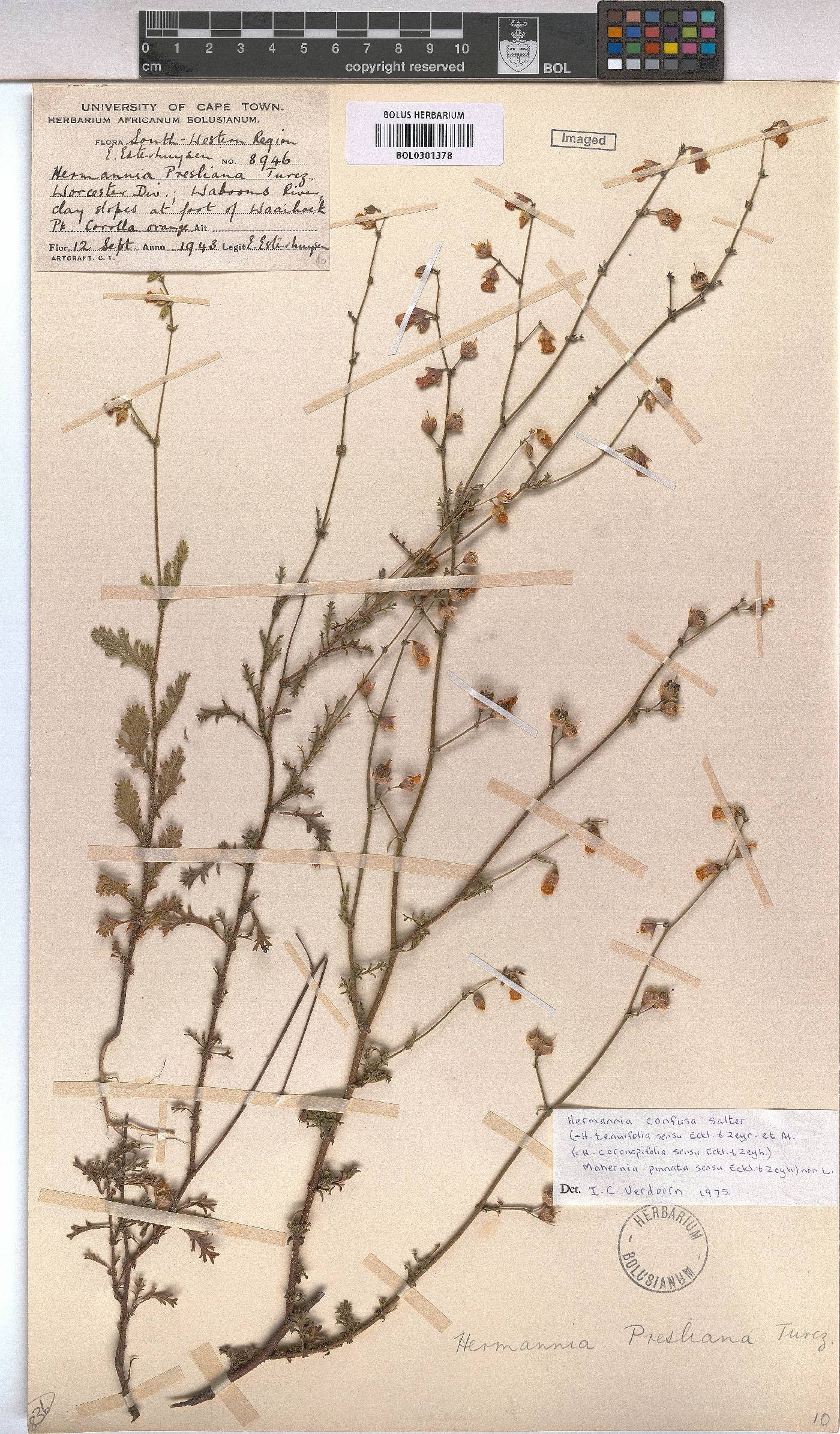 Hermannia confusa image
