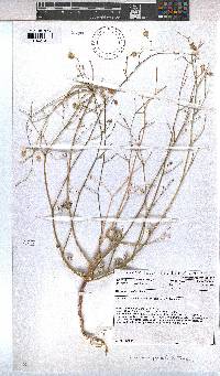 Hermannia paucifolia image