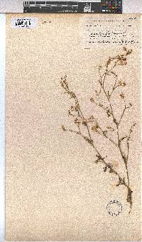 Hermannia paucifolia image