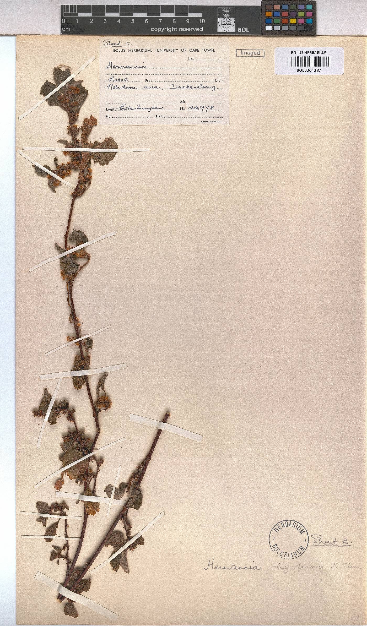 Hermannia oligosperma image