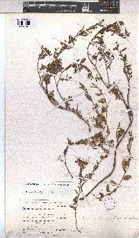 Hermannia parviflora image