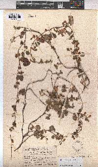 Hermannia malvifolia image