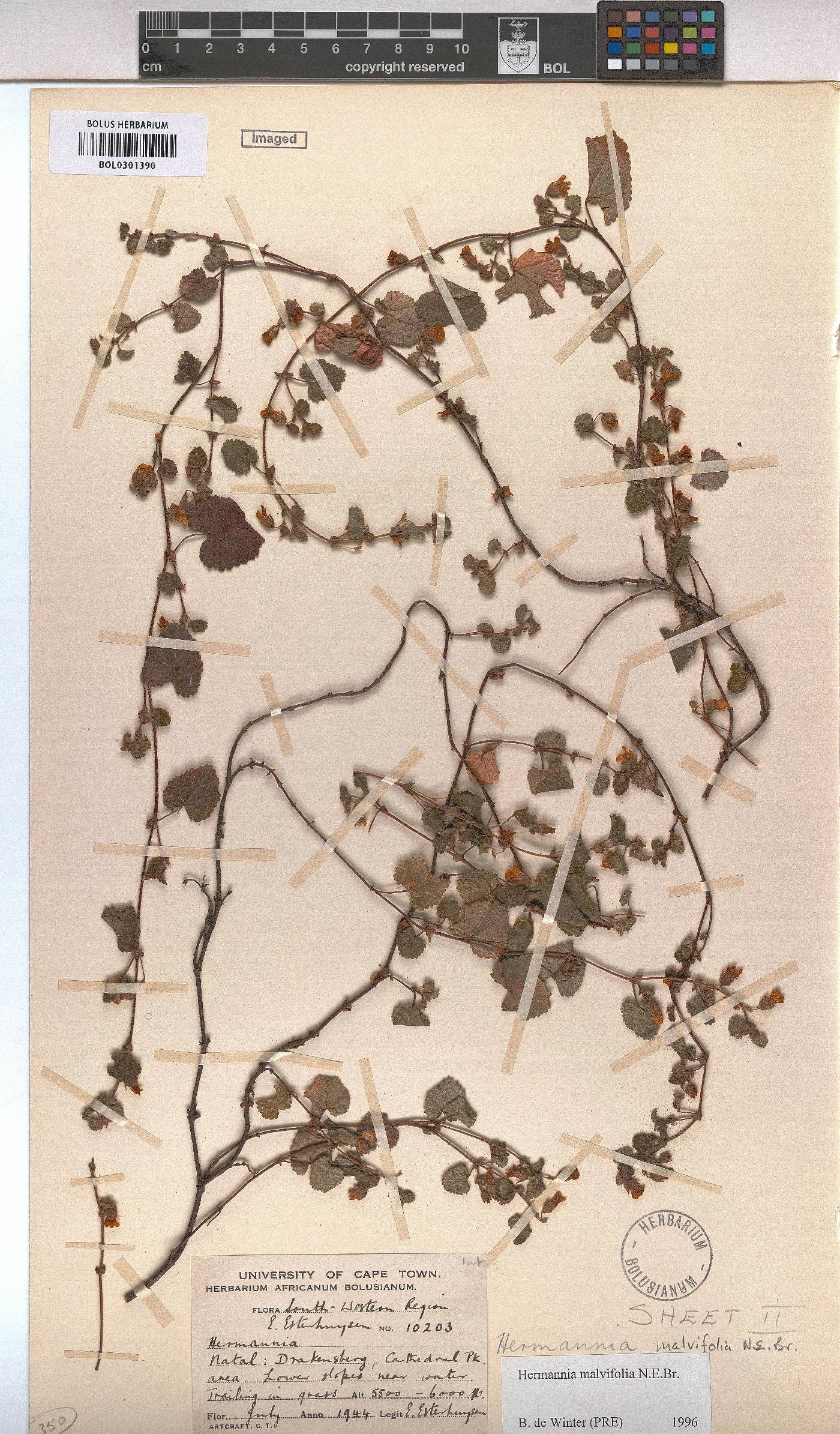 Hermannia malvifolia image