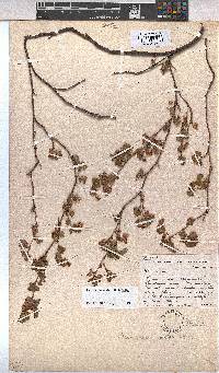 Hermannia malvifolia image