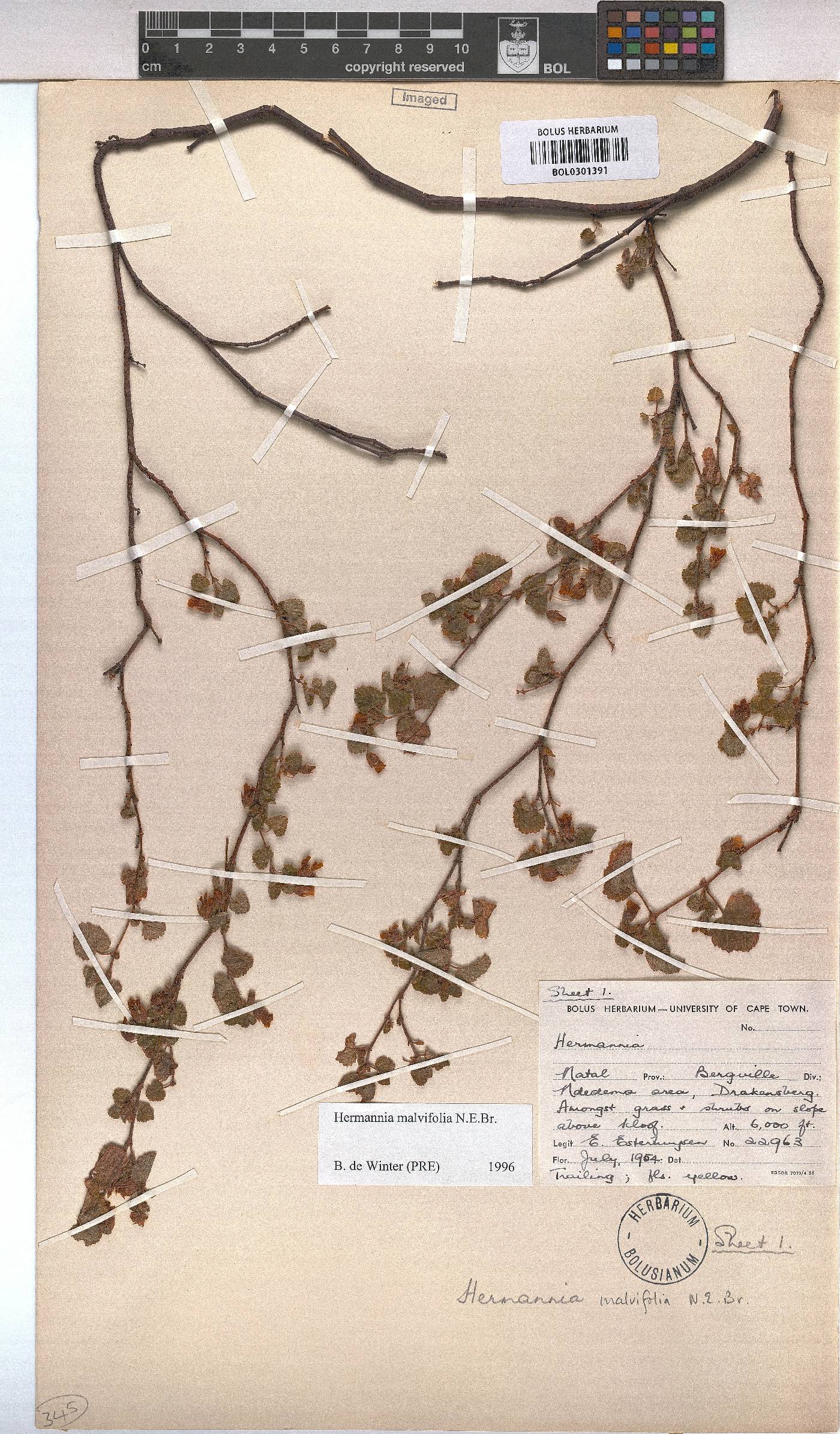 Hermannia malvifolia image