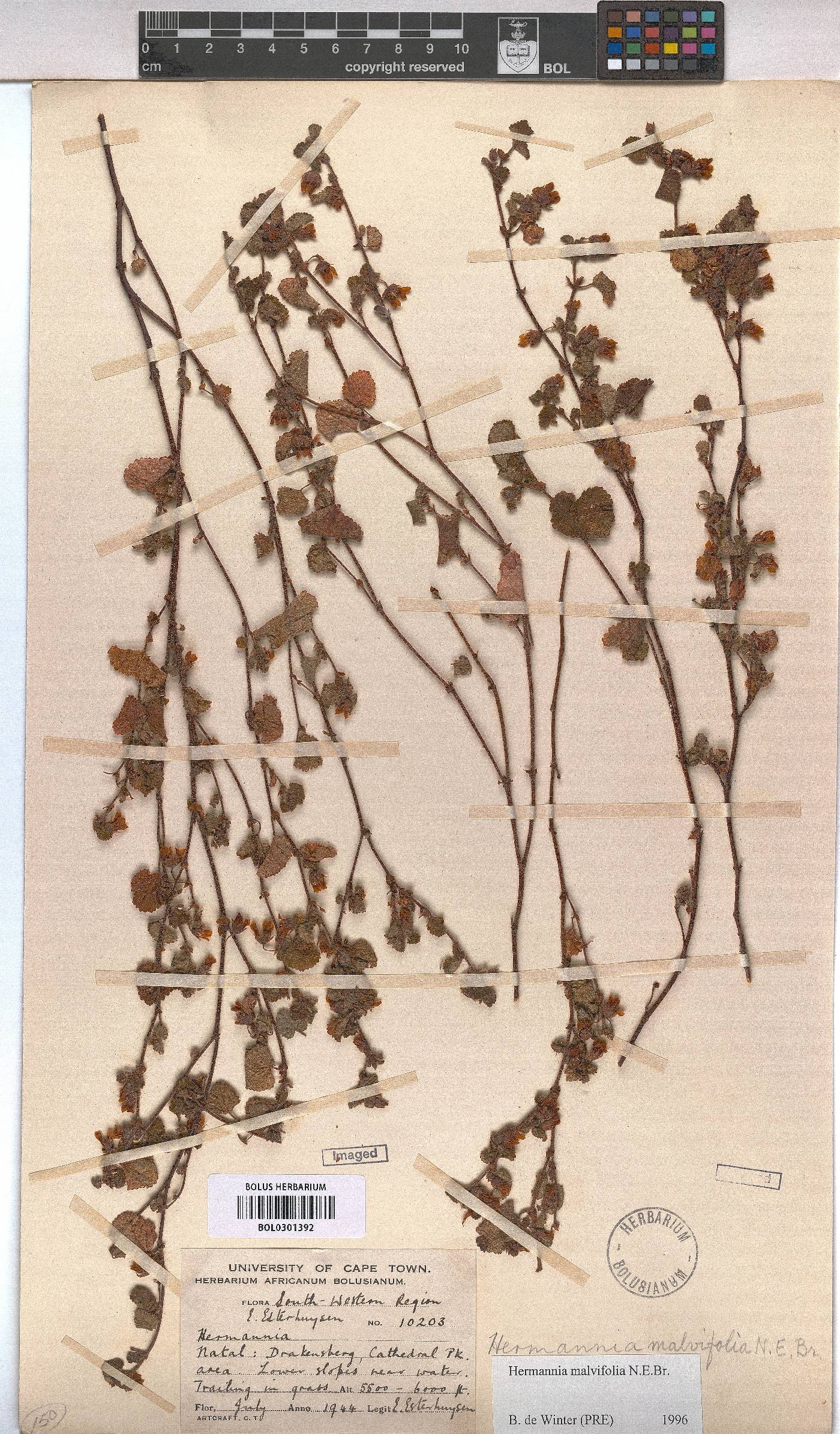 Hermannia malvifolia image