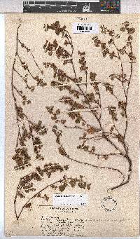 Hermannia malvifolia image