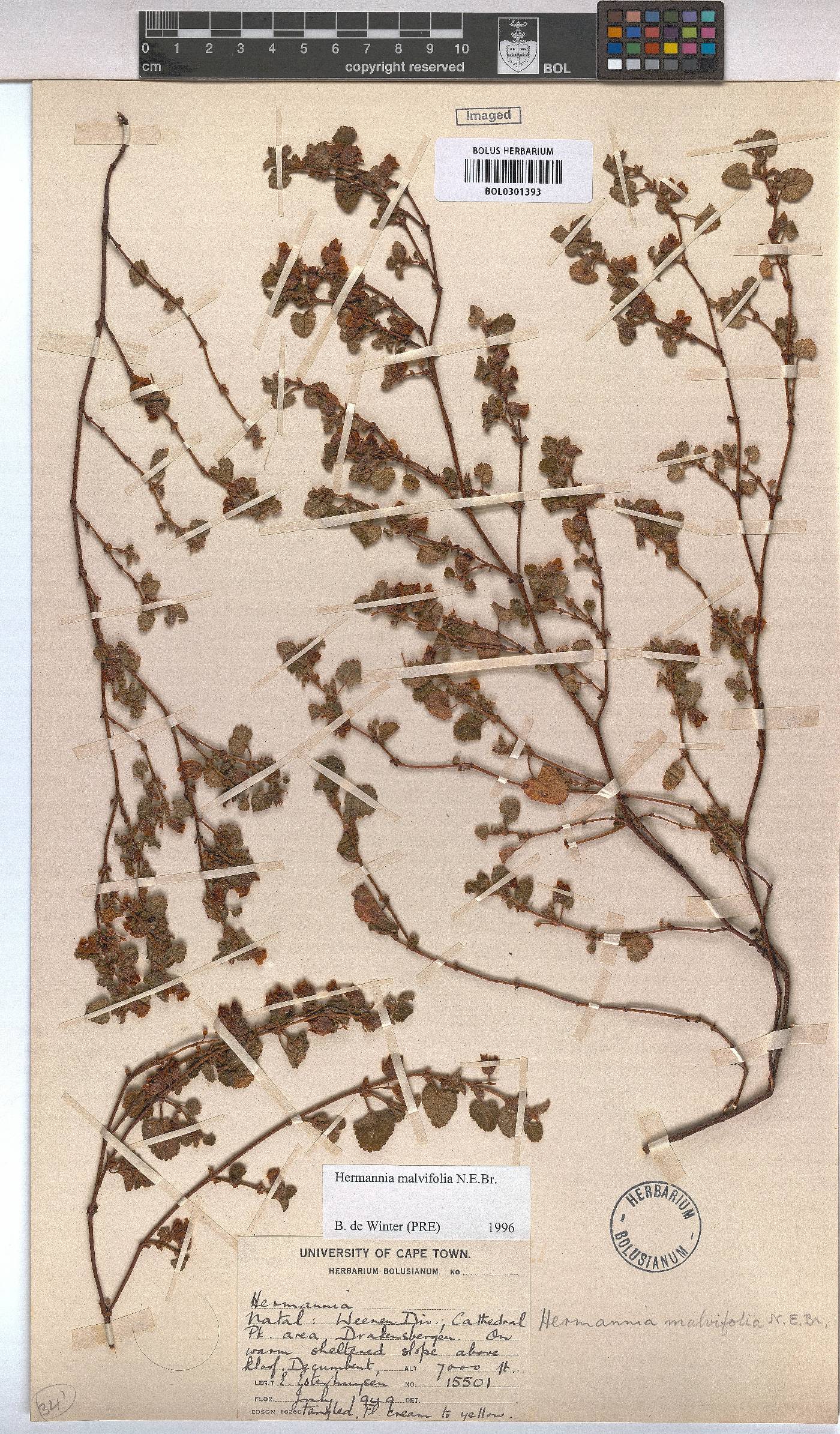 Hermannia malvifolia image