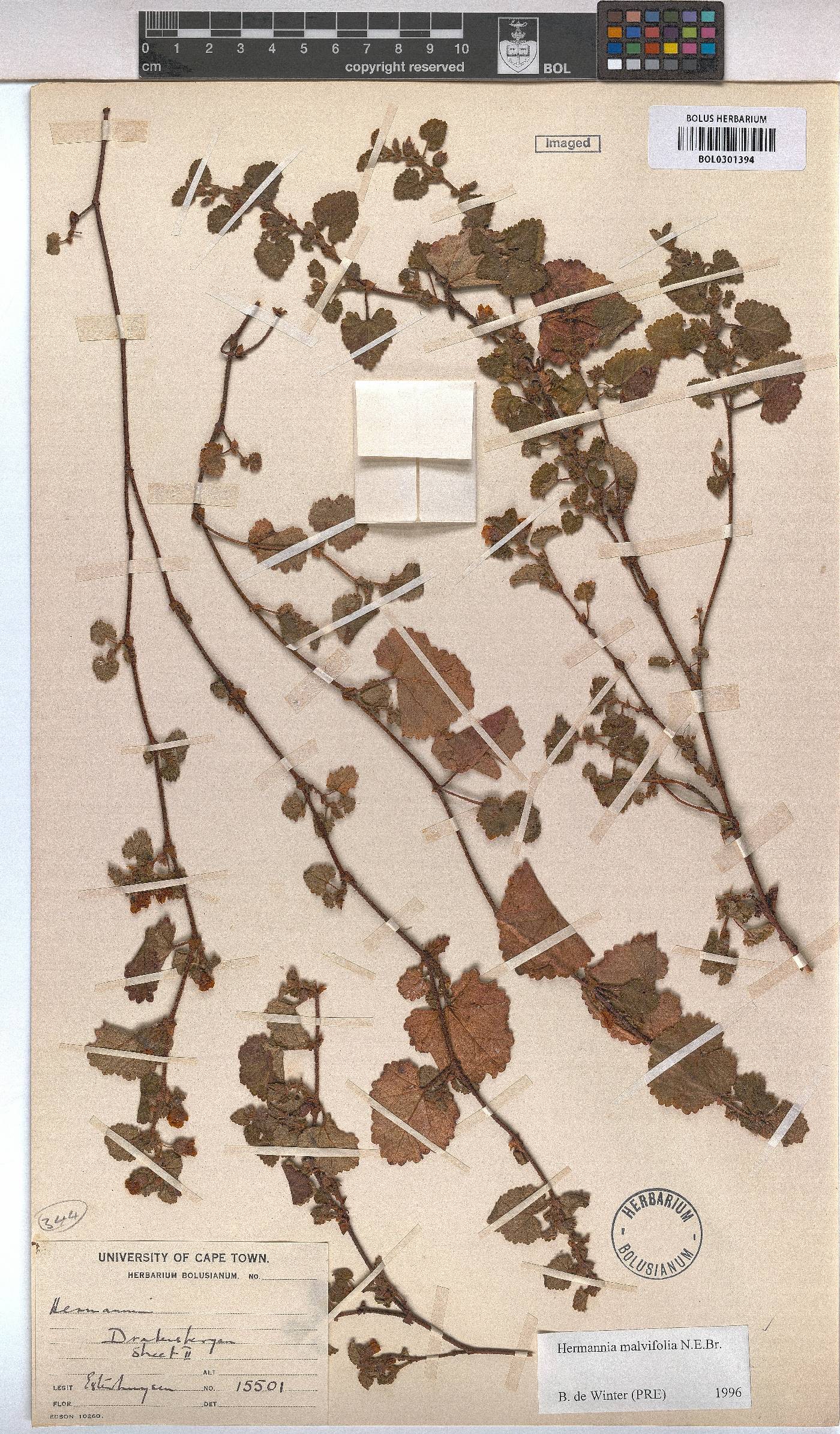Hermannia malvifolia image