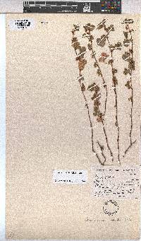 Hermannia malvifolia image