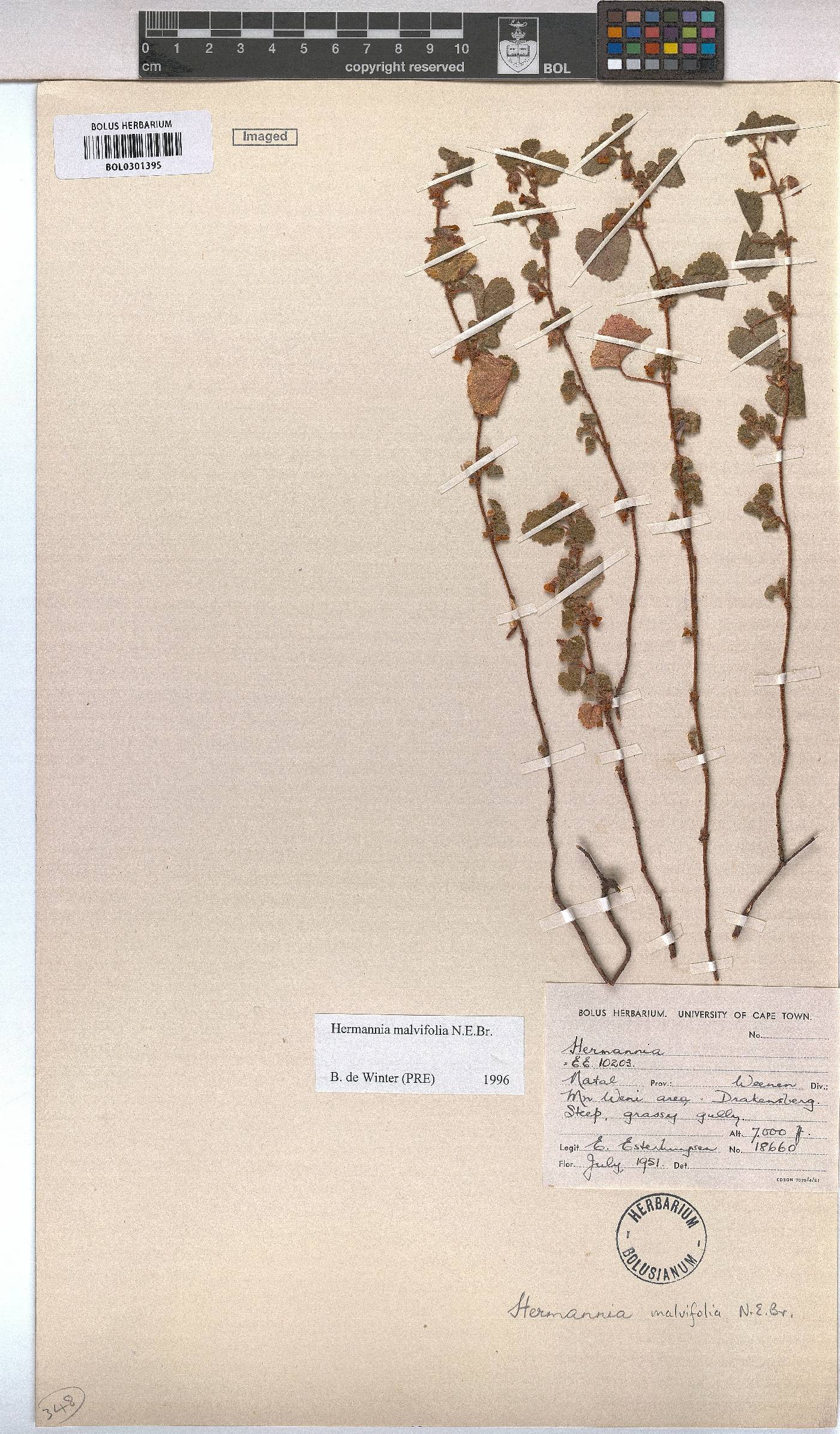 Hermannia malvifolia image