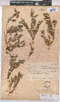 Hermannia rautanenii image