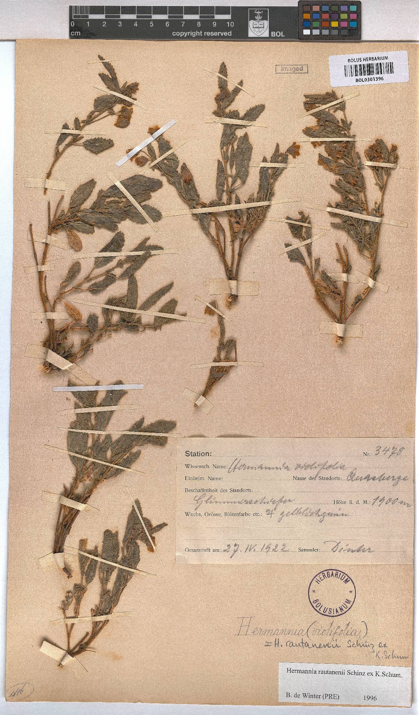 Hermannia rautanenii image