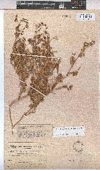 Hermannia rautanenii image