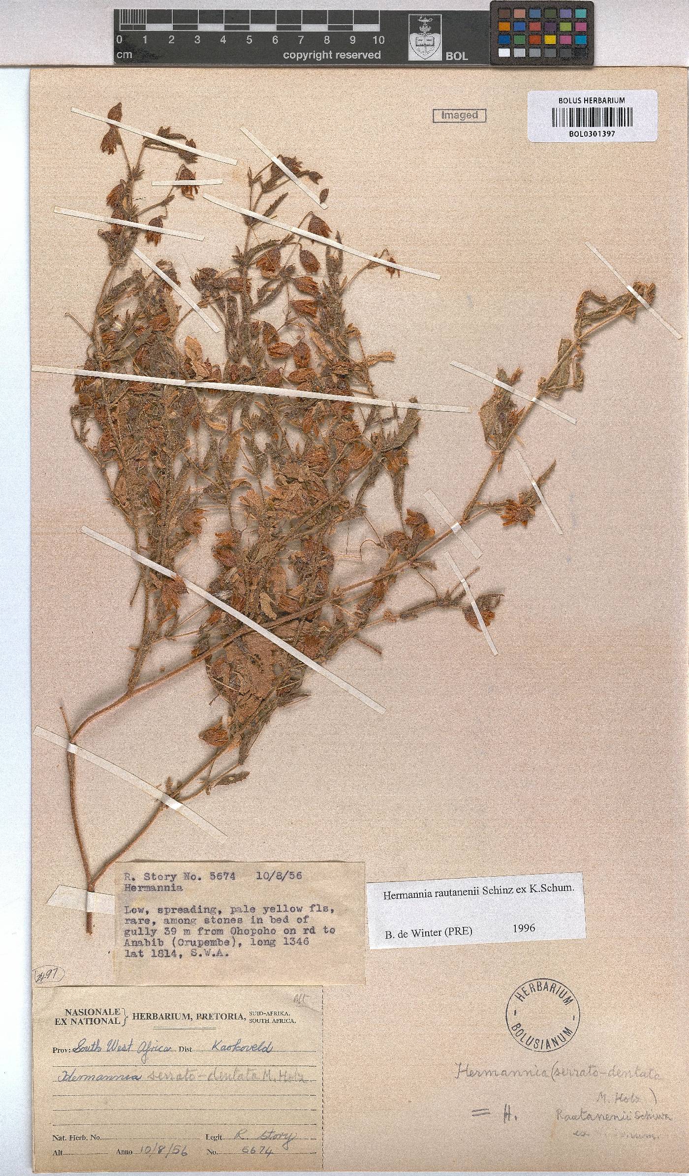 Hermannia rautanenii image