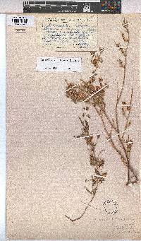 Hermannia rautanenii image
