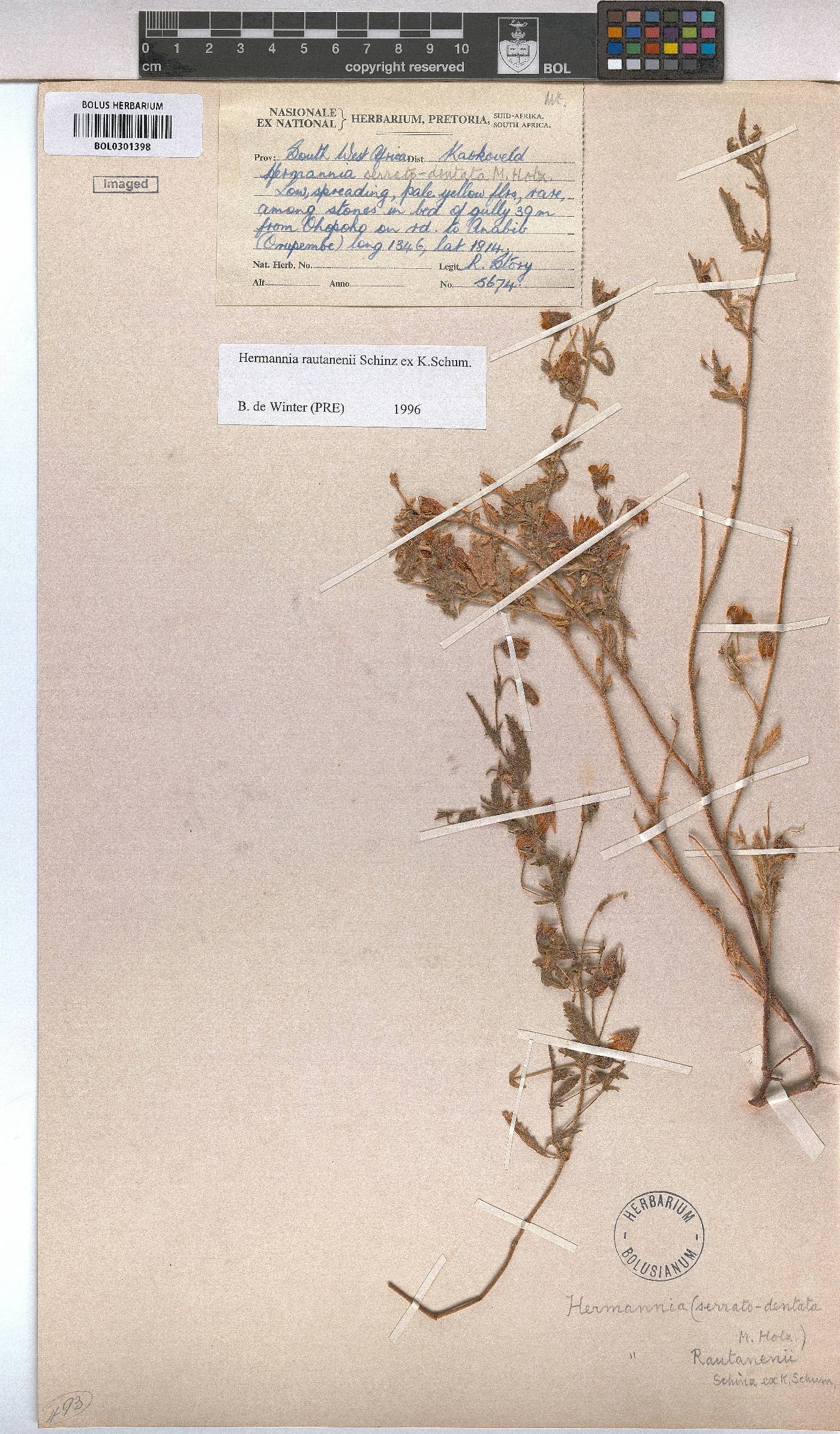 Hermannia rautanenii image