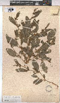 Hermannia rautanenii image