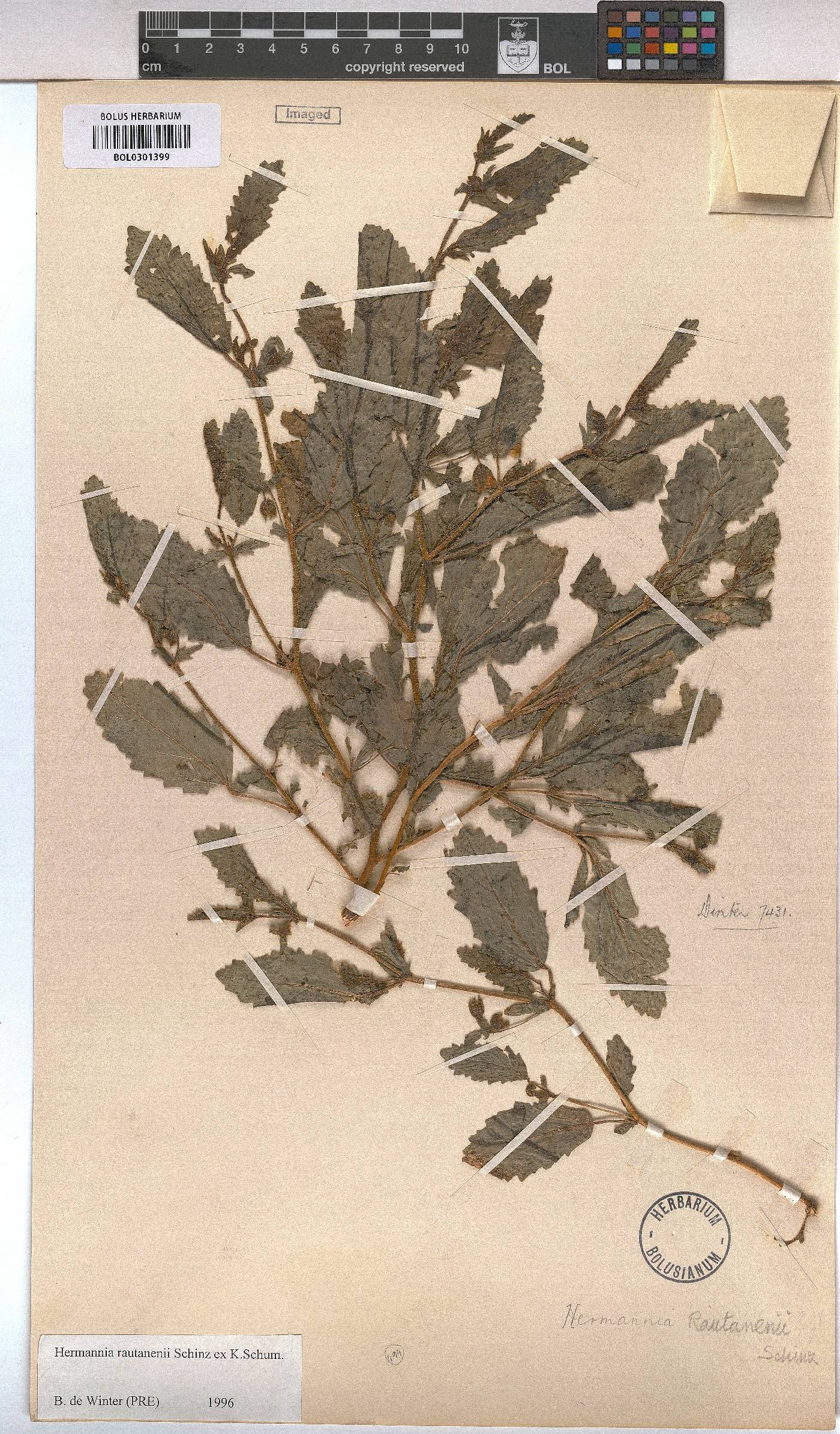Hermannia rautanenii image
