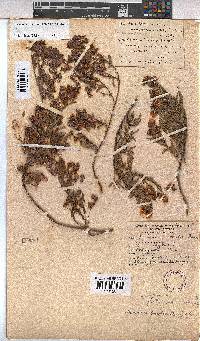Hermannia saccifera image