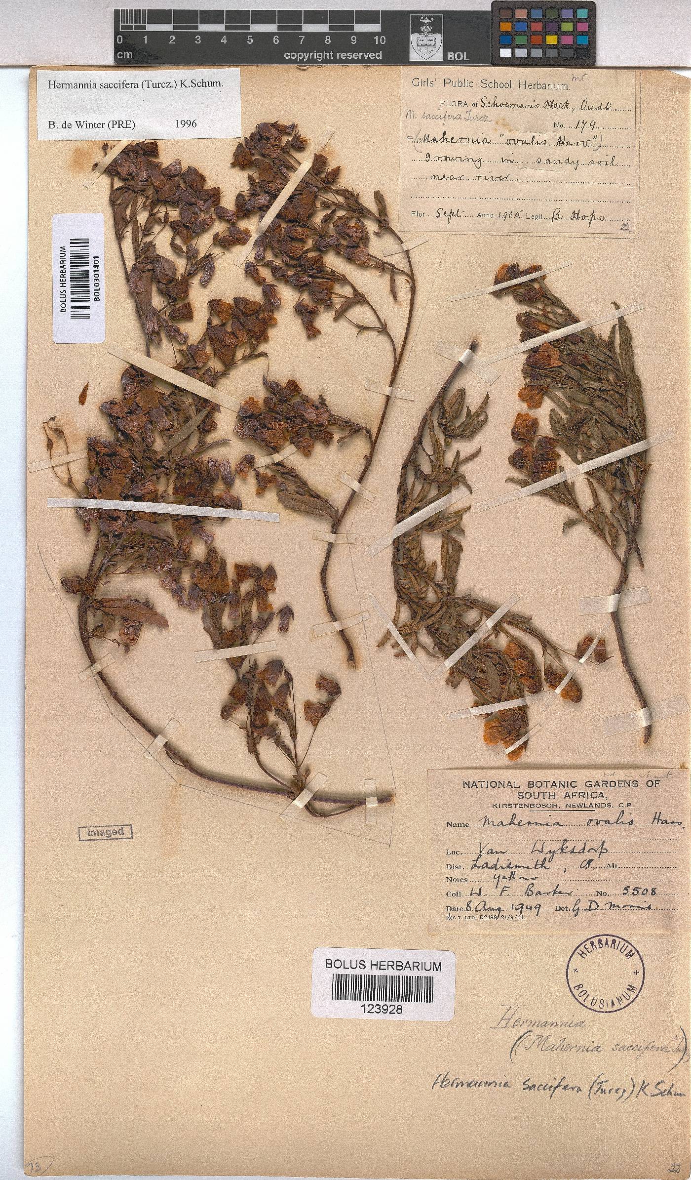 Hermannia saccifera image