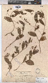 Hermannia woodii image