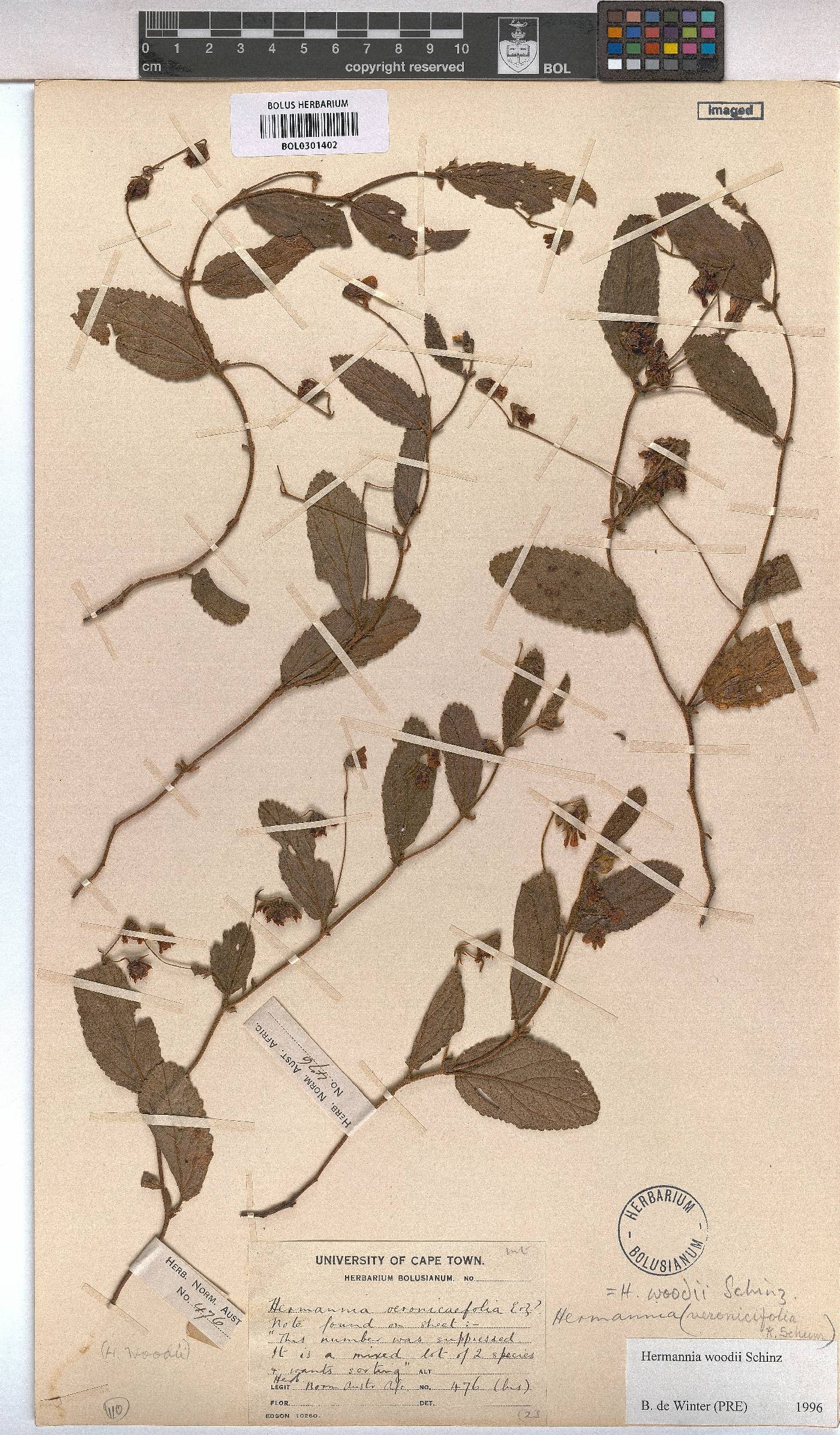 Hermannia woodii image