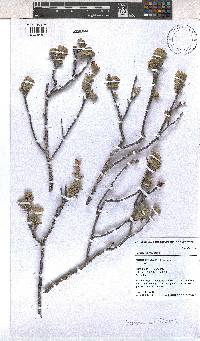 Hermannia trifoliata image