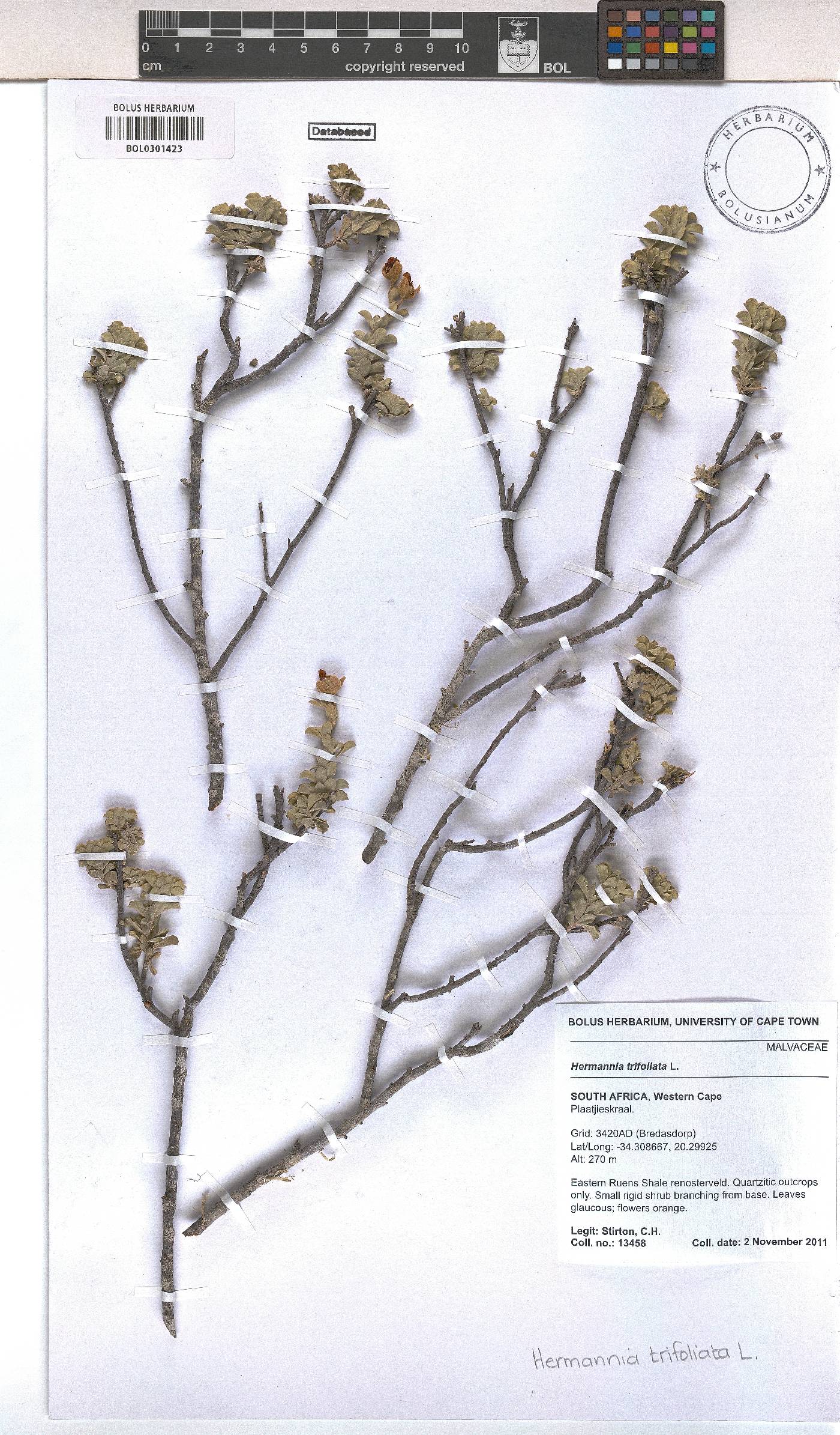 Hermannia trifoliata image